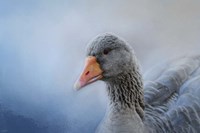 The Greylag Goose Fine Art Print