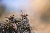 Two Little Wrens Fine Art Print