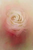 Valentine Rose Fine Art Print