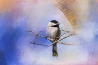 Winter Morning Chickadee Fine Art Print
