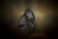 Portrait Of A Savannah Baboon Fine Art Print