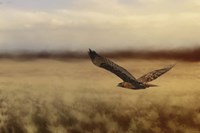 Redtail In The Field Fine Art Print