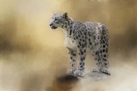 Snow Leopard Fine Art Print