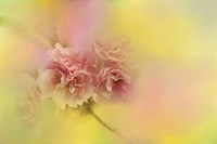 Spring Cherry Blossoms Fine Art Print