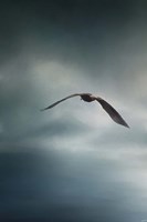 Through The Rolling Storm Bald Eagle Fine Art Print