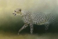 Cheetah On The Prowl Fine Art Print