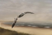 Gull At The Shore Fine Art Print