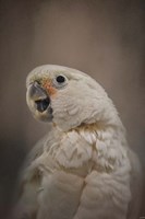 Lots To Say Cockatoo Fine Art Print