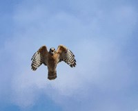 Raptors Warning Fine Art Print