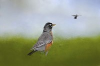 Robin In The Field Fine Art Print