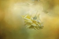 The Last Yellow Rose Fine Art Print