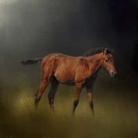Copper Colt In The Moon Light Fine Art Print