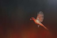 I Wish I Could Fly - Cardinal 1 Fine Art Print
