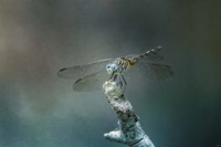 Perched Dragonfly Fine Art Print