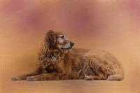 Golden Retriever In The Setting Sun Fine Art Print