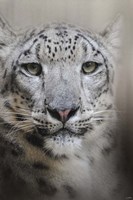 Stare Of The Snow Leopard Fine Art Print