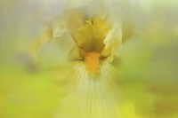 Iris In Lime Fine Art Print