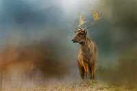 Painterly Fallow Buck Fine Art Print