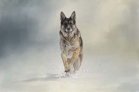 Snow Day For The Shepherd Fine Art Print