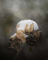 Waiting On Spring Fine Art Print