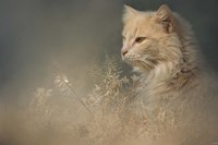 At Dawn Fine Art Print