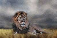 Lion Waiting For The Storm Fine Art Print