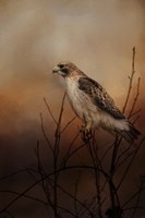 Red Tail In Wait Fine Art Print