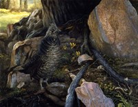 Ruffed Grouse & Trout Lilies Fine Art Print