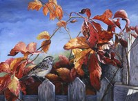 White Throated Sparrow Fine Art Print