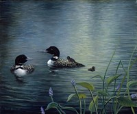 Virginias Loons Fine Art Print