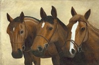 3 Horses Fine Art Print