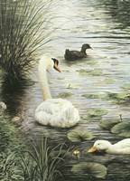 In The Pond Fine Art Print