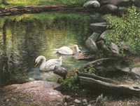 Swan Song Fine Art Print