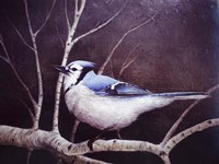 Blue Jay Framed Print