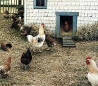 The Chicken Coop Fine Art Print