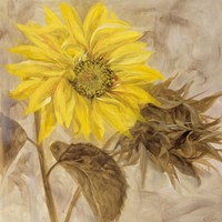 Sunflower I Fine Art Print
