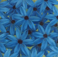 Aster Fine Art Print