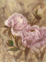 Peony I Fine Art Print