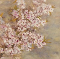 Cherry Blossom II Fine Art Print