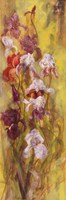 Bearded Iris I Fine Art Print