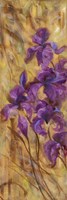 Bearded Iris VII Fine Art Print