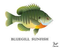 Bluegill Sunfish Fine Art Print
