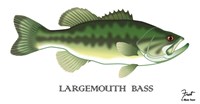 Largemouth Bass Fine Art Print