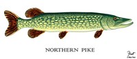 Northern Pike Fine Art Print