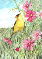 Yellow Finch Cosmos Fine Art Print
