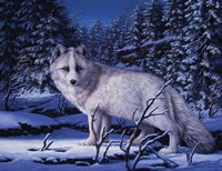 Blue Northern Fine Art Print