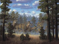 White Tail Family Fine Art Print