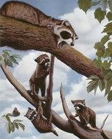 Ringtail Reveille Fine Art Print