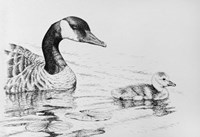 Canada Goose And Baby Fine Art Print
