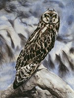 Who!! Fine Art Print